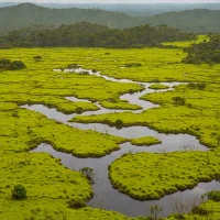 Horton Plains Wet Patana