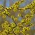 Hamamelis mollis