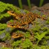 Hong Kong Warty Newt