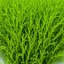 Halimeda incrassata