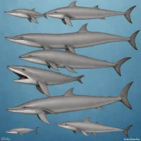 Hector's Beaked Whale