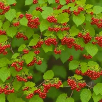Highbush Cranberry (Viburnum opulus)