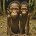 Homo floresiensis (LB1)