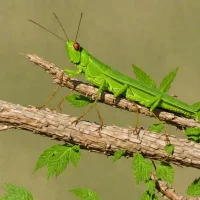 Humbe Grasshopper (Humbe tenuicornis)