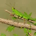 Humbe Grasshopper (Humbe tenuicornis)