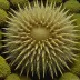 Hygrosoma petersii