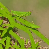 Hedge Grasshopper (Valanga nigricornis)