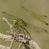 Horned Clubtail