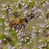 Heather Mining Bee (Colletes succinctus)