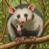 Hooded red-sided opossum