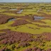 Hartland Moor