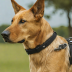 Hunter ICM Sparsello Training Collar