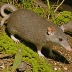 Incan Shrew Opossum