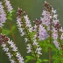 Indigofera kirilowii (Kirilow's Indigo)