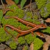 Imitator Salamander