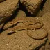 Italian Cave Salamander