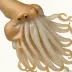Indian Squid (Uroteuthis duvaucelii)