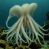 Idioteuthis cordiformis