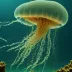 Immortal Jellyfish (Turritopsis dohrnii)