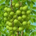 Indian Gooseberry / Amla (Phyllanthus emblica)