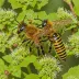 Ivy Mining Bee (Colletes hederae)