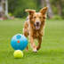 iFetch Interactive Automatic Ball Launcher for Dogs