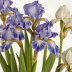 Iris by Lowe's