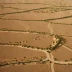 Jordanian Badia Steppe