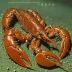 Japanese lobsterette (Metanephrops japonicus)