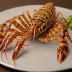 Japanese spiny lobster (Panulirus japonicus)