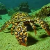 Japanese slipper lobster (Parribacus japonicus)