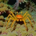 John's squat lobster (Cervimunida johni)