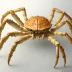 Japanese Spider Crab