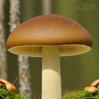 Jersey Cow Bolete