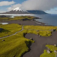 Jan Mayen Island Tundra