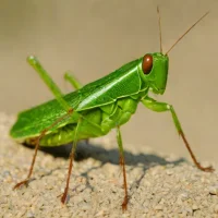 Jilin grasshopper (Chorthippus changbaishanensis)