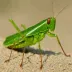 Jilin grasshopper (Chorthippus changbaishanensis)