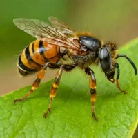 Jandaíra (Melipona subnitida)