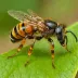 Jandaíra (Melipona subnitida)