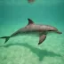 JoJo (Turks and Caicos)