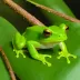 Jade Tree Frog