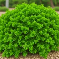 Juniperus horizontalis