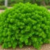 Juniperus horizontalis