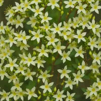 Jasminum nudiflorum