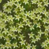 Jasminum nudiflorum