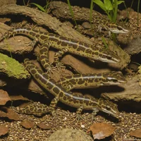 Jollyville Plateau Salamander