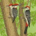 Japanese Woodpecker