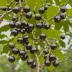 Jaboticaba (Plinia cauliflora)