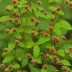 Japanese Wineberry (Rubus phoenicolasius)