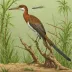 Jeholornis prima